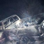 Gatos mantienen a raya la fauna nociva, destaca experto