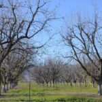 Analiza INE cómo garantizar Consulta Popular en agosto