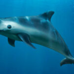 Nadal y Djokovic amenazan el trono de Alcaraz en Indian Wells