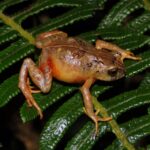 El Fin de las Presiones: Reforms Abron la Puerta a la Libertad de Elección para los Consumidores en Telecomunicaciones y Entretenimiento Digital.